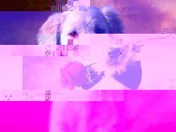 pies.jpg